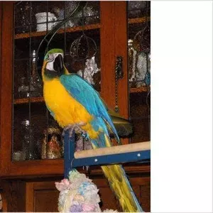 дома,  поднятые и зарегистрирован синих и золотых попугаи ара для прода