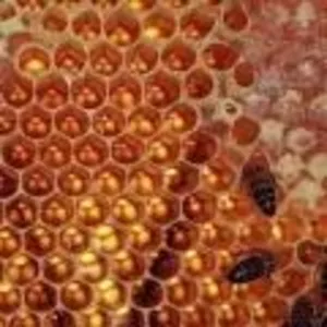 луговой пчелиный мед
