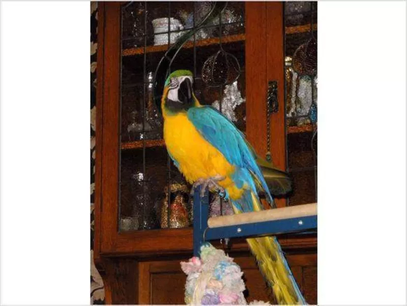 дома,  поднятые и зарегистрирован синих и золотых попугаи ара для прода