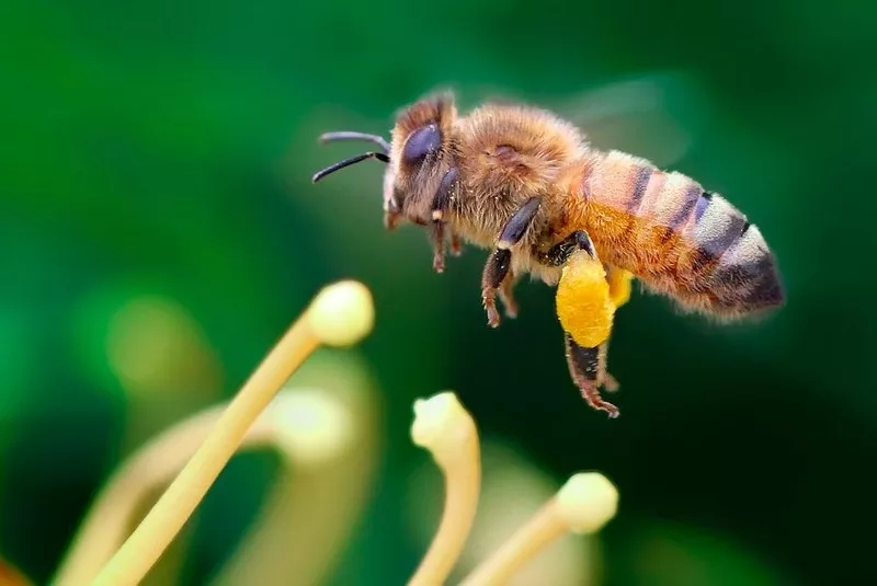 Пчелы,  пчелосемьи,  пчелопакеты